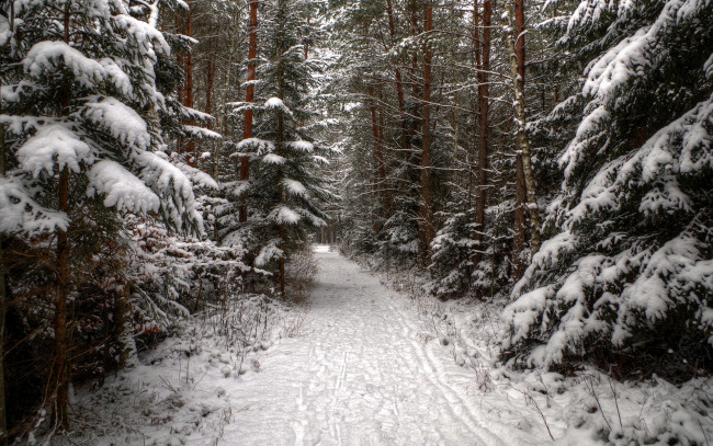 Обои картинки фото природа, зима, ель, лес, хвойные, дорога, следы, снег