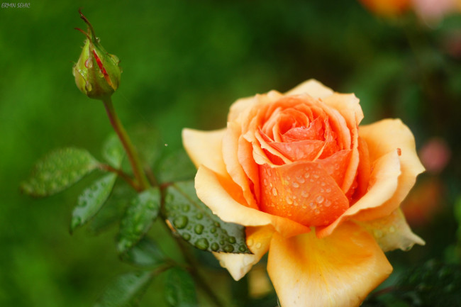 Обои картинки фото цветы, розы, бутон, оранжевый