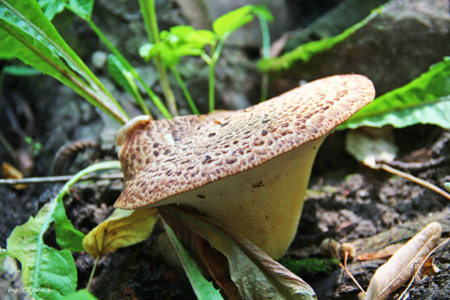 Обои картинки фото природа, грибы, насекомое, шляпка, листья