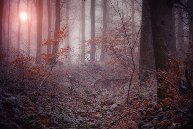 Обои картинки фото природа, лес, зима, деревья, ветки, иней, туман