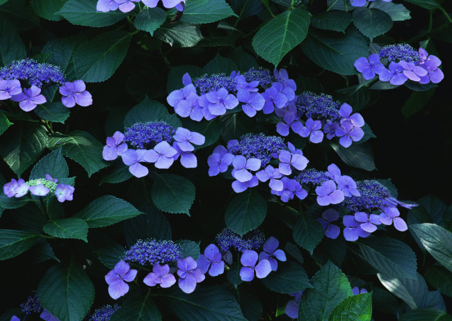 Обои картинки фото цветы, гортензия, синий