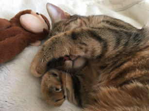 Картинка животные коты животное кот лапки игрушка
