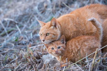 Картинка животные коты котёнок кошка рыжие