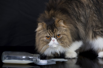 Картинка животные коты персидская кошка пушистый бутылка взгляд молоко кот