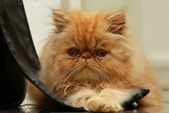 Картинка животные коты взгляд мордочка пушистая рыжая кошка кот рыжий персидская