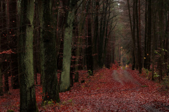 Картинка природа дороги деревья лес осень