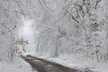 Картинка природа зима дорога деревья