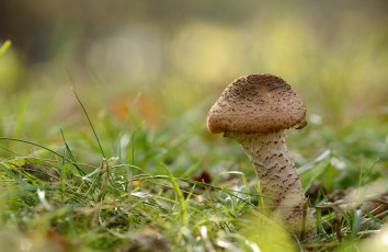 Картинка природа грибы опенок