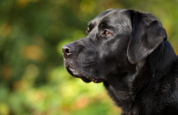 Картинка животные собаки портрет профиль морда собака лабрадор-ретривер