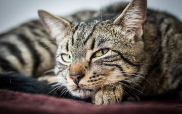 Картинка животные коты зеленые глаза взгляд животное кот