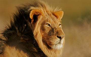 Картинка животные львы feline leon light sun лев