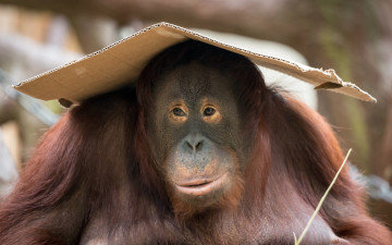 Картинка животные обезьяны фон обезьяна орангутанг