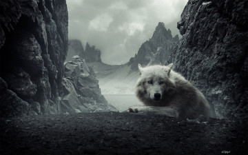 Картинка животные волки +койоты +шакалы скалы белый тучи волк озеро