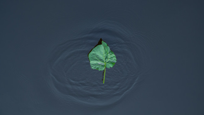 Обои картинки фото природа, листья, волны, озеро, лист