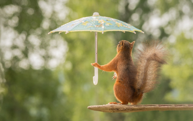 Обои картинки фото юмор и приколы, белка, зонтик, дождь