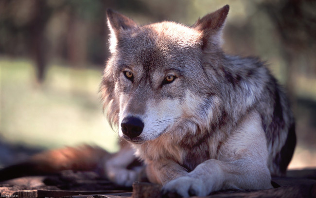 Обои картинки фото животные, волки,  койоты,  шакалы, волк, отдых, серый