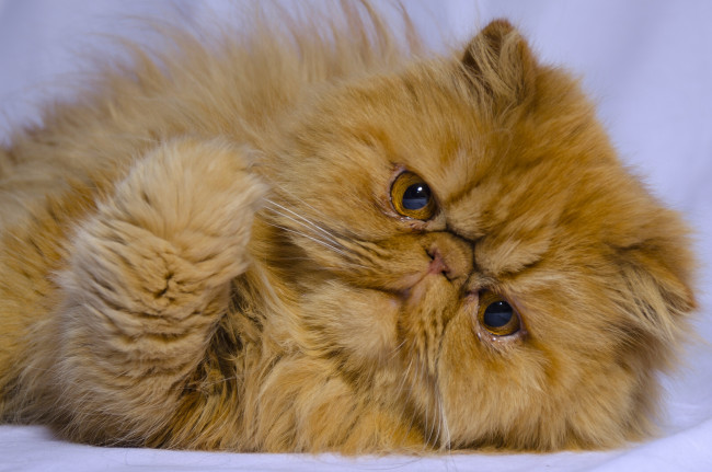 Обои картинки фото животные, коты, мордочка, лапка, рыжий, кот, персидская, кошка, взгляд