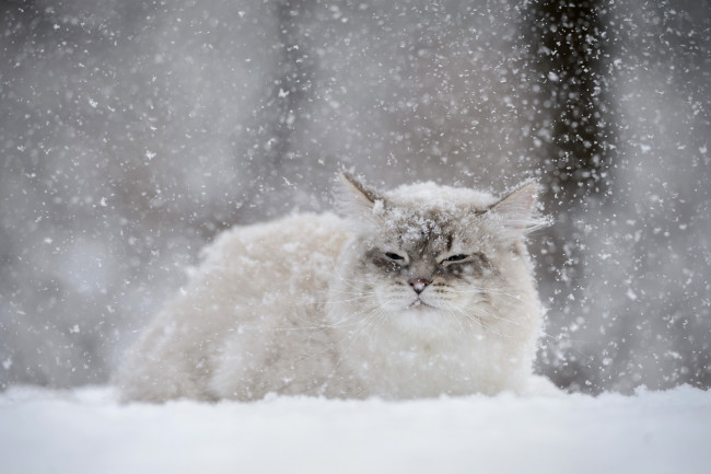 Обои картинки фото животные, коты, зима, снег, кошка, кот