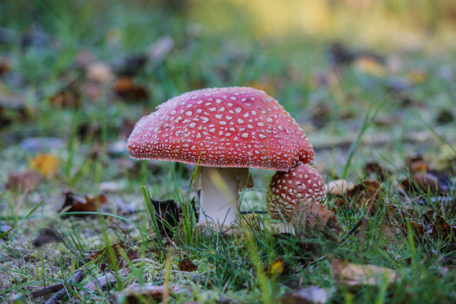 Обои картинки фото природа, грибы,  мухомор, шапка, красная