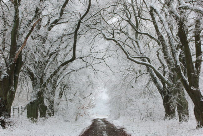 Обои картинки фото природа, зима, дорога, деревья