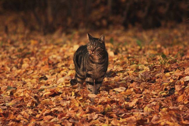 Обои картинки фото животные, коты, кот, листья, осень