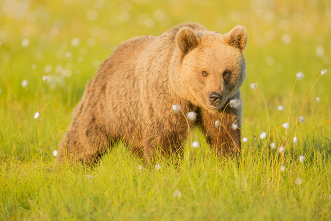 Обои картинки фото животные, медведи, медведь, бурый, трава, природа