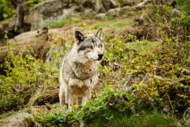 Обои картинки фото животные, волки,  койоты,  шакалы, кусты, зелень, трава, волк, серый, камни