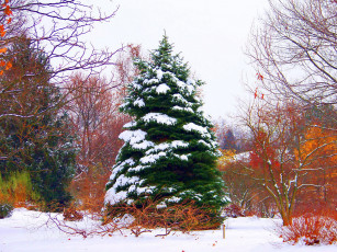 Картинка природа деревья снег елка