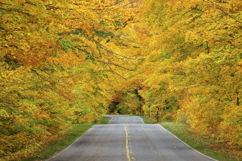 Картинка природа дороги осень дорога лес деревья