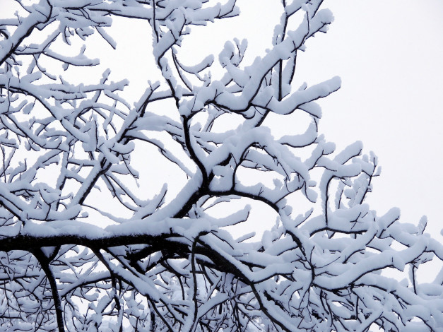 Обои картинки фото природа, зима, снег, ветви