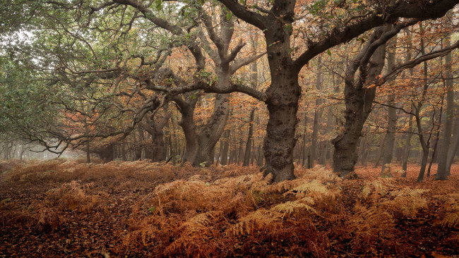 Обои картинки фото природа, лес, осень, туман