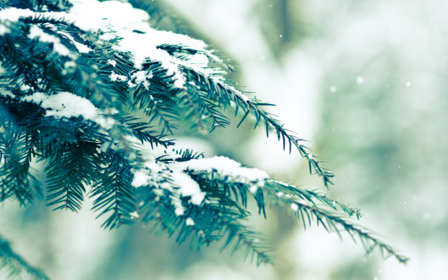 Обои картинки фото природа, деревья, зима, ель, снег, ветка