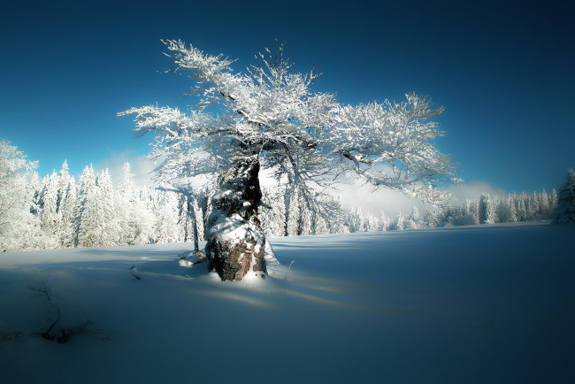 Обои картинки фото природа, деревья, снег, лес, бавария, bavaria, зима, германия, hirschbach, дерево, хиршбах, germany
