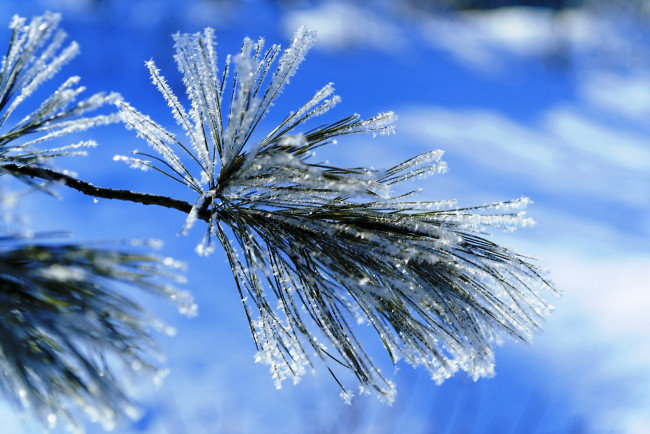 Обои картинки фото природа, макро, иней, снег, хвоя, ветка