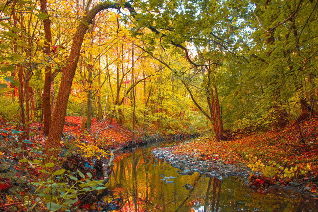 Обои картинки фото природа, реки, озера, река, осень, лес