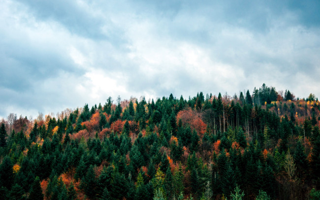 Обои картинки фото природа, лес, осень, верхушки, деревья