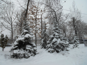 Картинка природа зима лес деревья