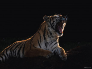 Картинка животные тигры пасть зевает свет тень шерсть мех полосатый зверь хищник кошка лапы лежит клыки