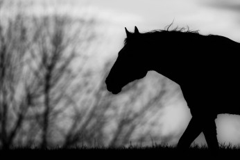 Картинка животные лошади чёрно-белое профиль конь силуэт
