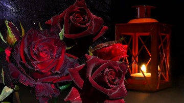 Картинка цветы розы бордо свеча