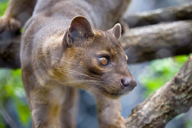 Обои картинки фото fossa, животные, фоссы, мадагаскар, виверровые, хищник, животное, фосса, млекопитающее, красная, книга