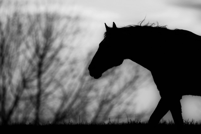 Обои картинки фото животные, лошади, чёрно-белое, профиль, конь, силуэт