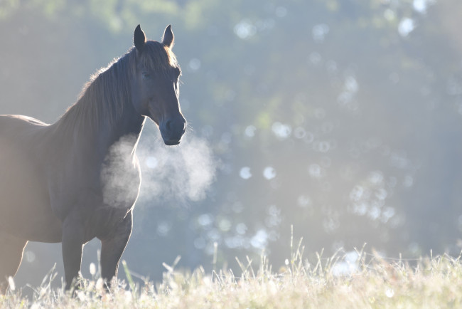 Обои картинки фото животные, лошади, конь, утро, прохлада
