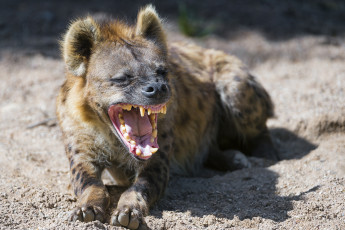 обоя гиена, животные, гиены,  гиеновые собаки, hyena, гиеновые, хищник, млекопитающее, шерсть, когти, оскал, зубы, африка