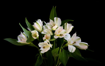 Картинка цветы альстромерия букет