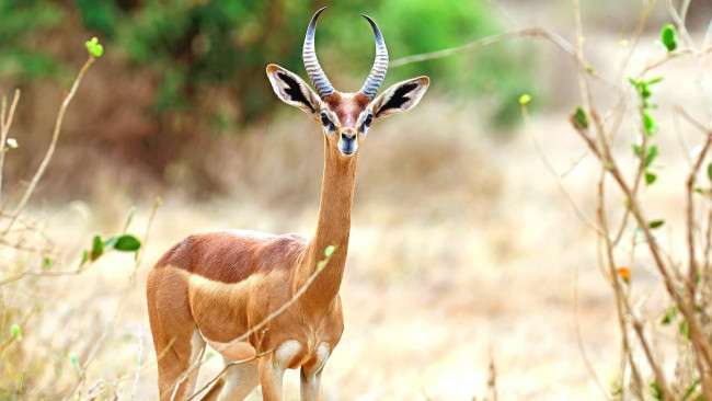 Обои картинки фото gerenuk, животные, антилопы, гаренук, антилопа, китопарнокопытные, полорогие, млекопитающие, гаренуки