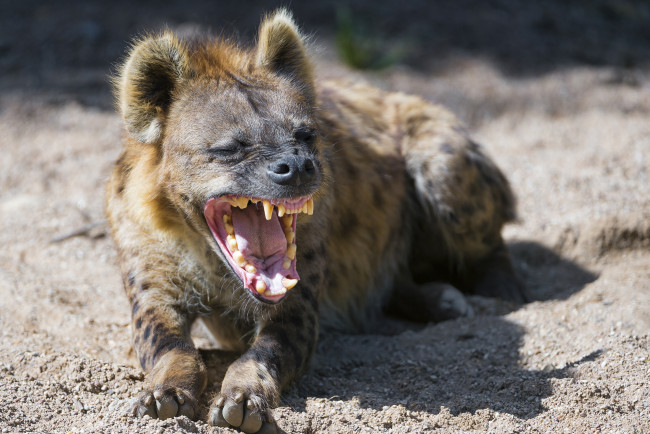 Обои картинки фото гиена, животные, гиены,  гиеновые собаки, hyena, гиеновые, хищник, млекопитающее, шерсть, когти, оскал, зубы, африка