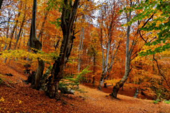 обоя природа, лес, осень, листопад