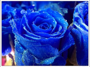 обоя boxy, синяя, роза, цветы, розы