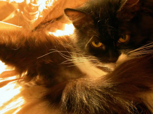 Картинка миронова кошечка животные коты